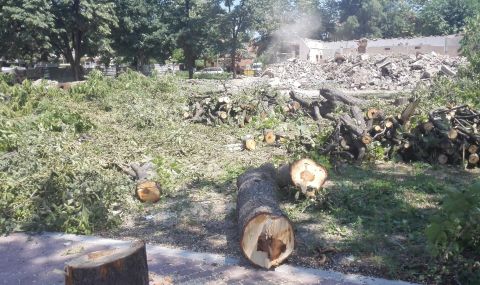 Сигнал до ФАКТИ: Отрязаха 4-вековни дървета, за да построят паркинг. Къде сте държавници? - 1