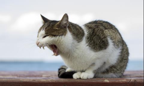 Домашните котки убиват по 300 млн. животни годишно в Австралия - 1