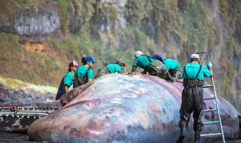 Откриха съкровище на стойност половин милион евро в стомаха на мъртъв кит - 1