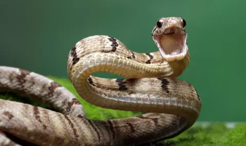 Учени откриха антитяло – противоотрова срещу много видове змии - 1