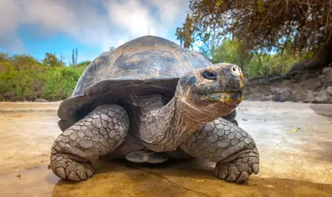 Джонатан, най-старата костенурка на света, отпразнува 191-ия си рожден ден - 1