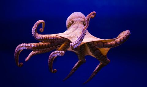Първата в света ферма за октоподи буди сериозни тревоги - 1