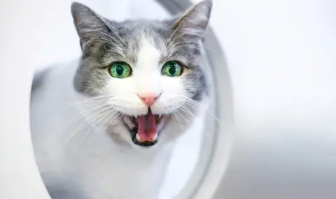 Жена плати солена глоба във влака - котката ѝ била твърде шумна - 1