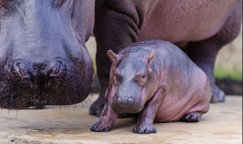 Бебе хипопотам се роди в Синсинати (ВИДЕО) - 1