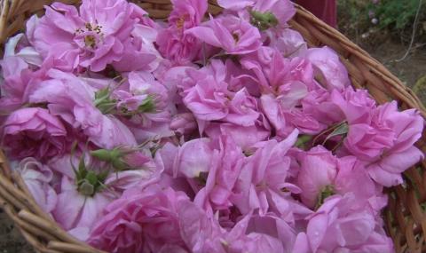 Собственици на розови масиви прогнозират фалити - 1