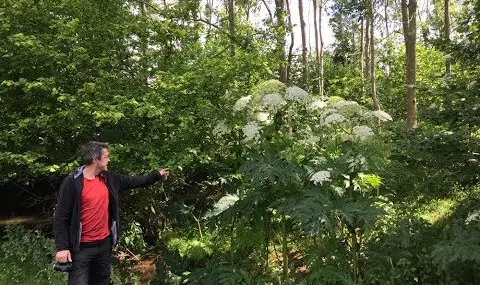 Не пипайте хераклеума! Това е най-опасното растение в България - 1