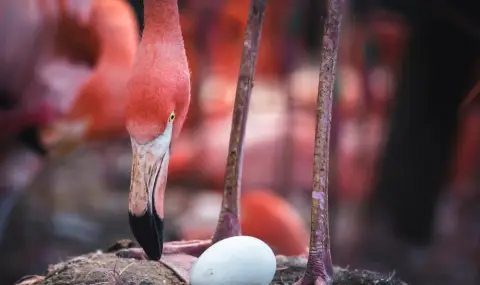 Нещастно в любовта фламинго снесе първото си яйце на 70-годишна възраст (СНИМКА) - 1