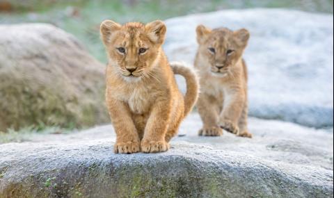 Зоопаркът в Рим показа двете лъвчета, родени по време на изолацията (ВИДЕО) - 1