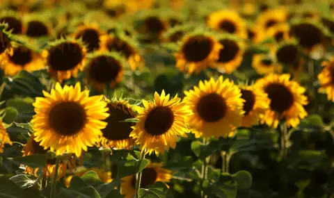 КЗК, МЗХ, Агенция „Митници“ и ДКСБТ категорични: Няма предпоставки за промяна на цената на олиото - 1