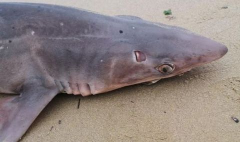 Черно море изхвърли мъртва акула край Варна (СНИМКИ) - 1