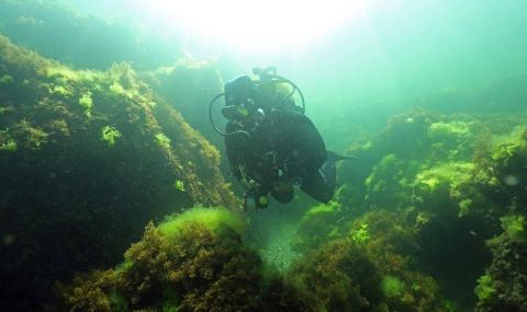 Страните от ООН се споразумяха за защитата на биоразнообразието в открито море - 1