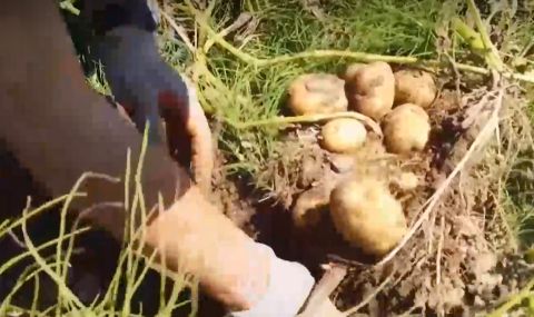 Производители на български картофи алармират: Скоро ще купуваме само вносни, няма печалба от труда ни - 1