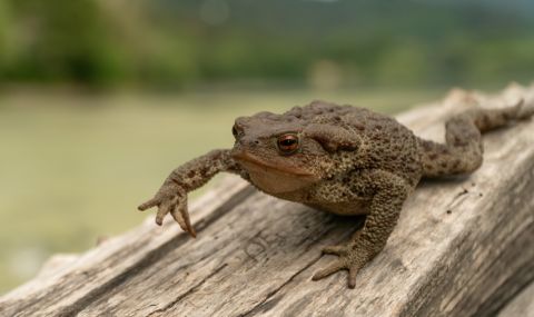 Откриха тръстикова жаба с гигантски размери в Австралия (СНИМКА+ВИДЕО) - 1
