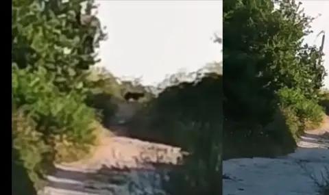 Стана ясно какво е издирваното животно в Шуменското плато - 1
