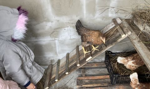 Нова мода: Софиянци се юрнаха да купуват кокошки-носачки след като яйцата поскъпнаха драстично - 1