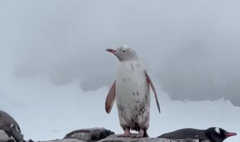 Заснеха бял пингвин в Антарктида (ВИДЕО) - 1