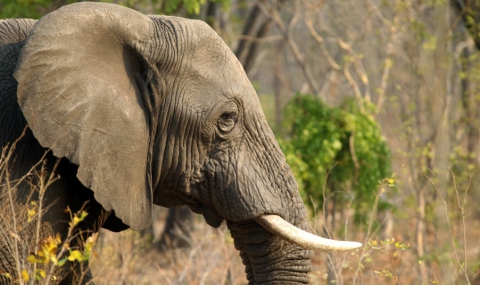 Бракониери са убили 14 слона в Зимбабве с цианид - 1
