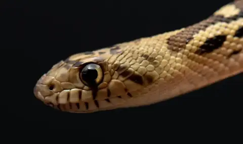 Отровна змия ухапа жена, докато се къпе в банята си в Сандански - 1