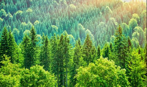 Учени броят дървесните видове в света - 1