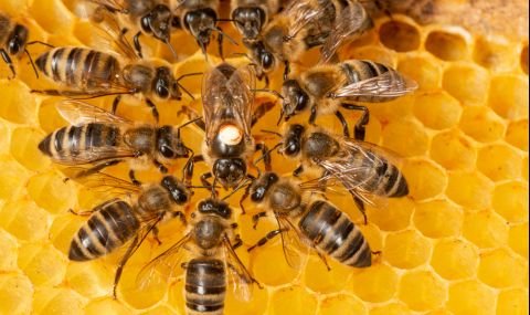 Днес е Световен ден на пчелите - 1