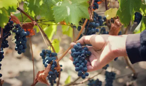 България става част от европейския културен маршрут на виното - 1