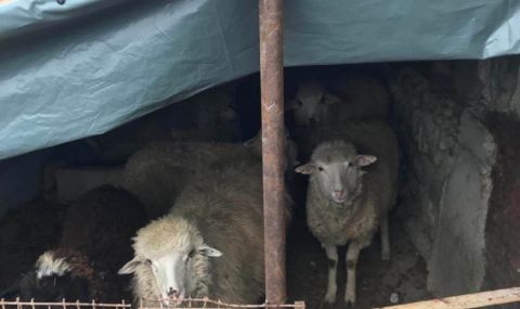 Откраднаха 100 бременни овце на стойност 50 000 лв. от ферма край Сливен - 1