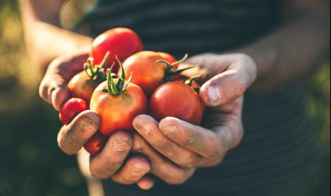 5 любопитни факта за доматите (ВИДЕО) - 1
