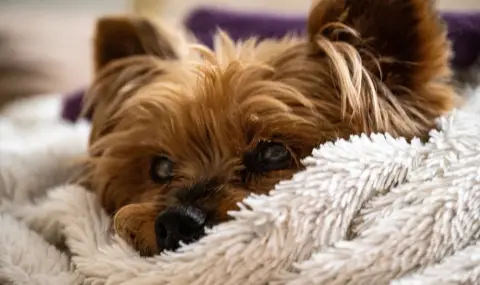 7 см е височината на най-ниското куче в света (ВИДЕО) - 1