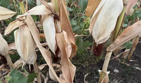 Сушата удари и реколтата от царевица - 1