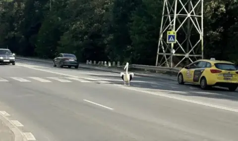 Пеликан, избягал от Зоопарка, се разходи по столичен булевард (ВИДЕО) - 1