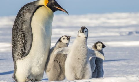 Откриха нова колония императорски пингвини в Антарктида чрез сателитна СНИМКА - 1
