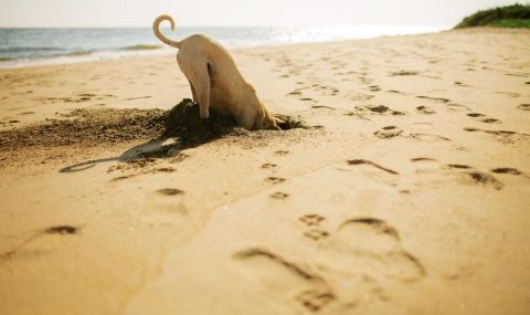 Варна забрани разходките на кучета по плажа - 1