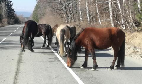 Коне помляха колата на председателя на балканските турци - 1