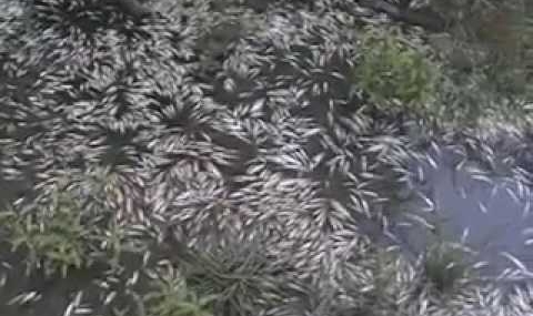 Tърсят замърсяване заради масов мор на риба край Варна - 1