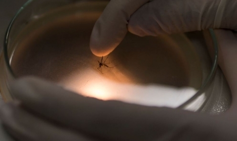 Зика може да се адаптира към родните комари - 1
