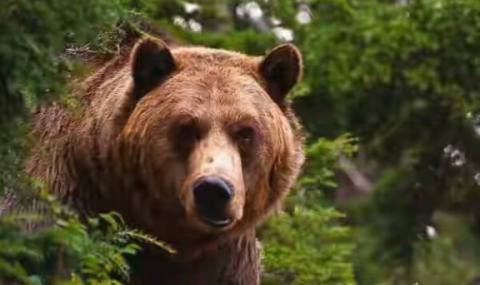 В Смолянско отстреляха мечка, нападала кошери - 1