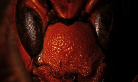 3 от най-ужасяващите буболечки на планетата (ВИДЕО) - 1