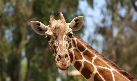 Жираф грабна 2-годишно дете по време на семейно сафари в Тексас (ВИДЕО) - 1