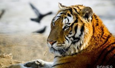 Тигър разкъса служител на зоопарк - 1
