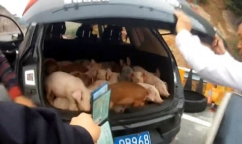 Колко прасета могат да се съберат в един багажник? - 1