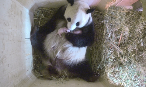 Панда роди близнаци в австрийски зоопарк - 1