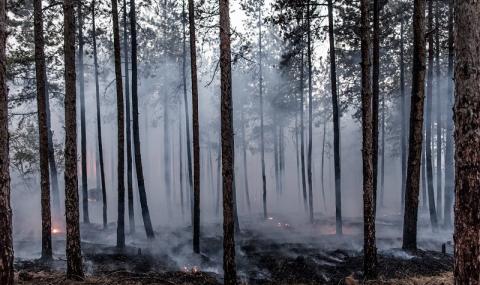 Пламнаха 50 дка борова гора край Елешница - 1