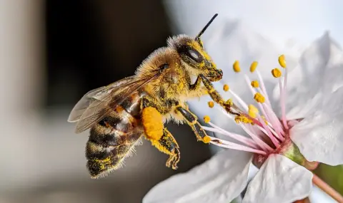 Откриха нов вид пчела с „дяволски“ рога в Австралия (СНИМКА) - 1