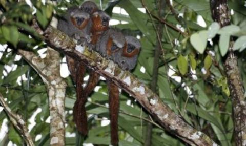 Откриха 381 нови вида около Амазонка - 1