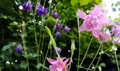 Денят започва със слънце, дъжд и гръмотевици следобед - 1