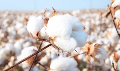 Реколтата от памук в САЩ е унищожена от климатичните промени - 1