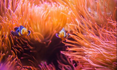 Откриха начин за бързо възстановяване на кораловите рифове - 1