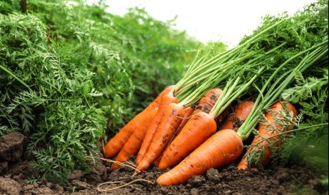 Не изхвърляйте листата на морковите - 1