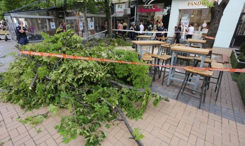 Огромно дърво падна на централен булевард (СНИМКИ) - 1