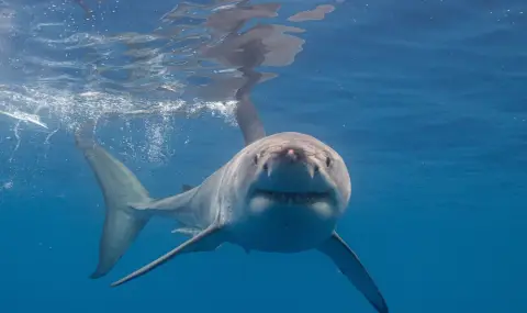 Огромни акули уплашиха туристите в турските курорти (ВИДЕО) - 1